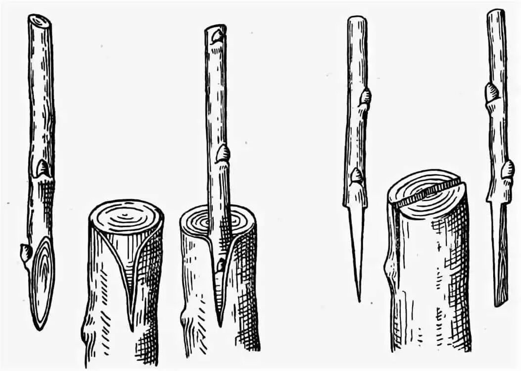 Срез черенка. Способы прививки плодовых деревьев окулировка. Прививка в расщеп плодовых деревьев. Прививка черенков плодовых деревьев. Весенняя прививка яблонь черенками.