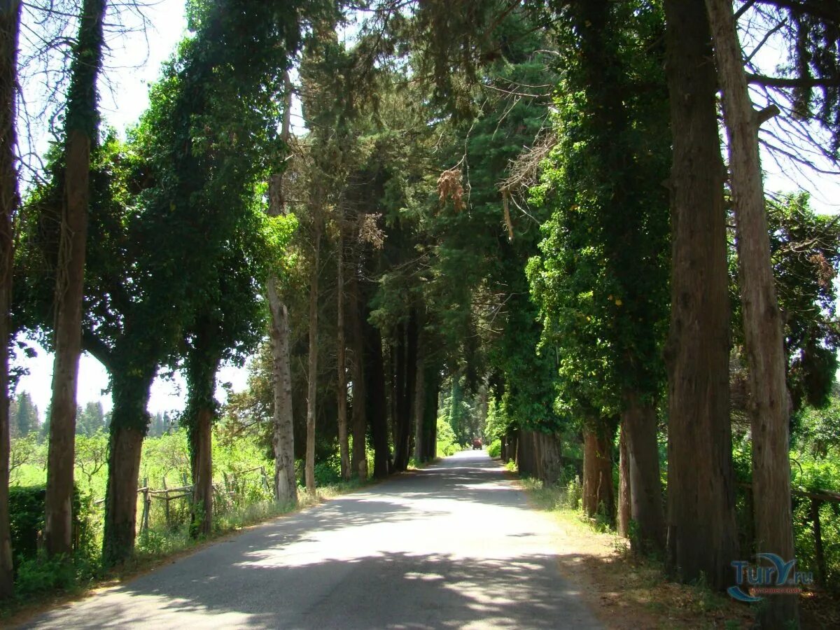 Абхазия аллея. Кипарисовая аллея пицунда. Пицунда дорога аллея. Пицунда. Новый афон абхазия кипарисовая аллея.