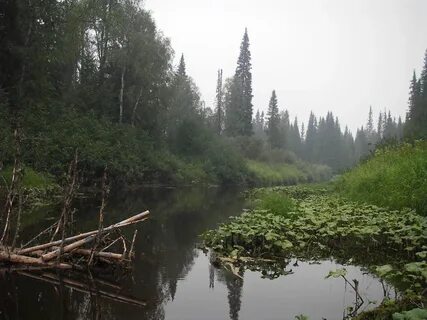 Белая выя