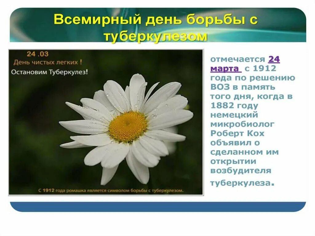 Всемирный день туберкулеза презентация. Всемирный день борьбы с туберкулезом. Символ борьбы с туберкулезом. Ромашка символ борьбы с туберкулезом.