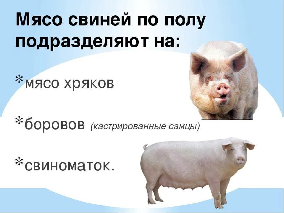 Сдам свинью