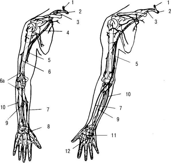 Сосуды верхней конечности анатомия. Артерии верхней конечности анатомия схема. Топографическая анатомия сосудов верхней конечности детей. Анатомия верхней конечности сосуды и нервы. Кровообращение верхней конечности