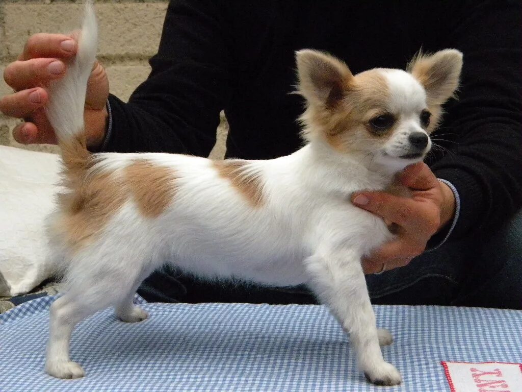 груминг для чихуахуа гладкошерстные. чихуахуа переросток. чихуахуа линяет. чихуа линяет. цветок эльфов питомник чихуахуа.