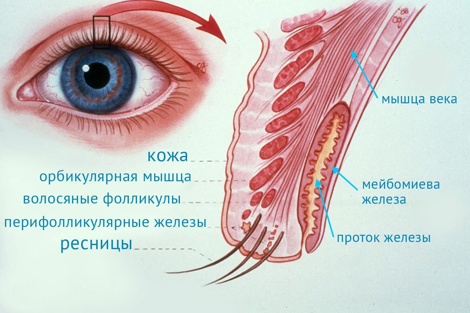 Край верхнего века. Мейбомиева железа железа века. Строение мейбомиевой железы. Строение век- мейбомиевы железы. Мейбомит конъюнктивы Нижнего века.