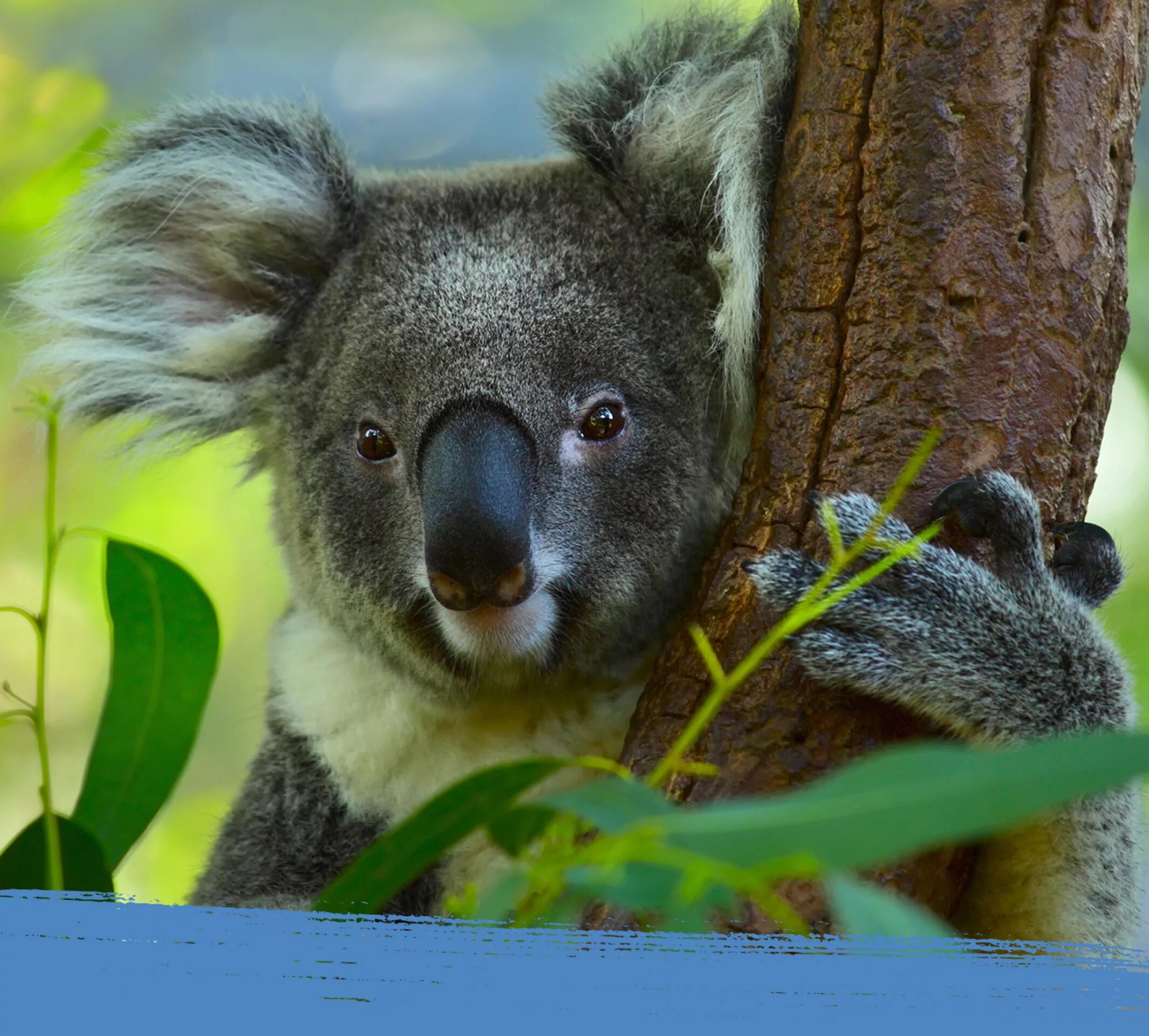 Похожи на коал. Животные Австралии коала. Бурая коала. Рыжая коала. Коричневая коала.