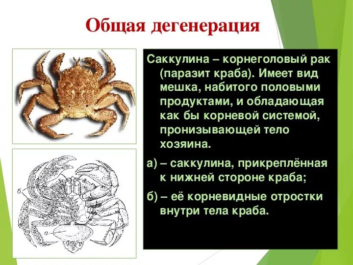 Понятия дегенерации. Дегенерация саккулина. Примеры дегенерации у животных. Общая дегенерация это в биологии. Дегенерация примеры.