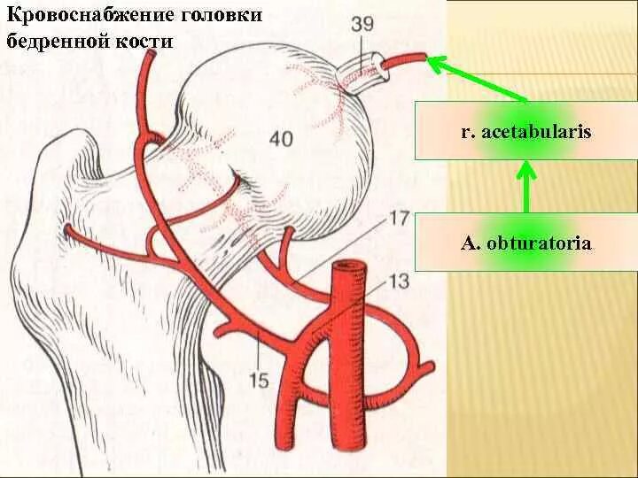 Кровоснабжение тазобедренного сустава анатомия. Кровоснабжение тазобедренного сустава схема. Коллатеральное кровообращение тазобедренного сустава. Кровоснабжение головки и шейки бедренной кости. Кровообращение костей