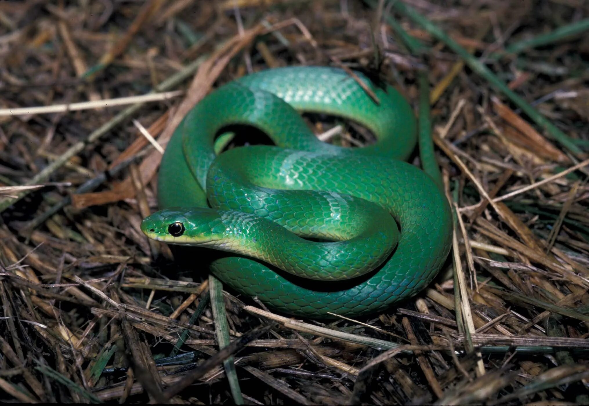 Травоядные змеи. Смарагдовый полоз. Смарагдовый полоз зеленый. Зеленая медянка змея. Гадюка уж медянка.