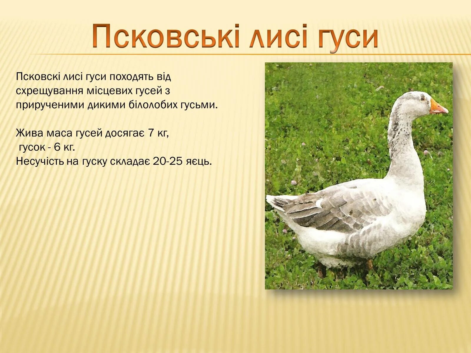 Кучербаевская порода гусей. Загадка про гуся. Самая маленькая порода гусей. Гуси легкие породы. Сколько живут гуси домашние