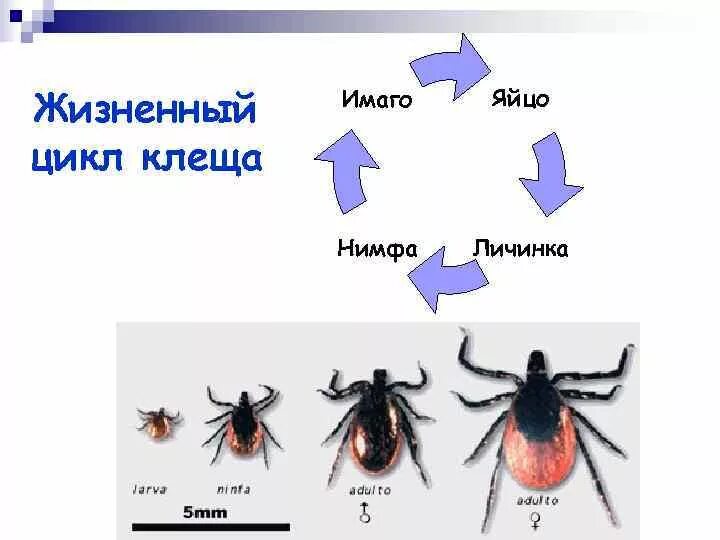 Жизненный цикл таежного клеща. Жизненный цикл иксодовых клещей схема. Цикл развития иксодовых клещей схема. Жизненный цикл иксодовых клещей яйцо личинка Имаго. Иксодовые клещи жизненный цикл схема.