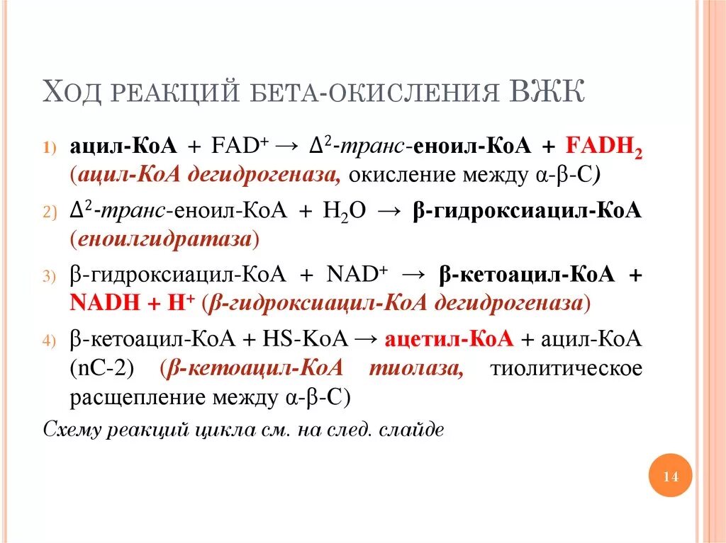 Схема β-окисления высших жирных кислот. Необходимое вещество для бета-окисления жирных кислот. Реакции стадии бета окисления высших жирных кислоты. Окисление высших жирных кислот реакции. Реакции бета окисления