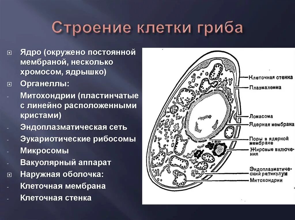 Верны ли суждения о строении грибной клетки. Функции органоидов грибной клетки. Грибная клетка строение органеллы. Органеллы грибной клетки микробиология. Строение грибной клетки.