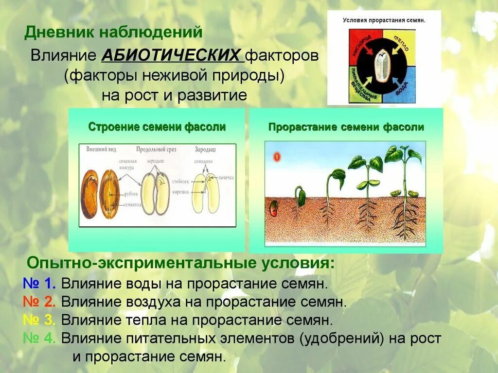 Влияние воздуха на прорастание семян. Условия прорастания семян. Факторы прорастания семян. Факторы влияющие на прорастание семян.