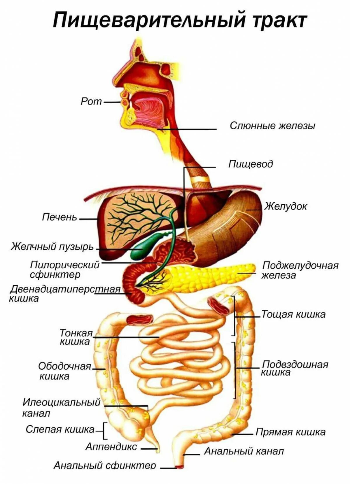 Строение желудочно-кишечного тракта. Схема желудочно-кишечного тракта. Анатомия пищеварительного тракта человека. Строение отделов желудочно-кишечного тракта.