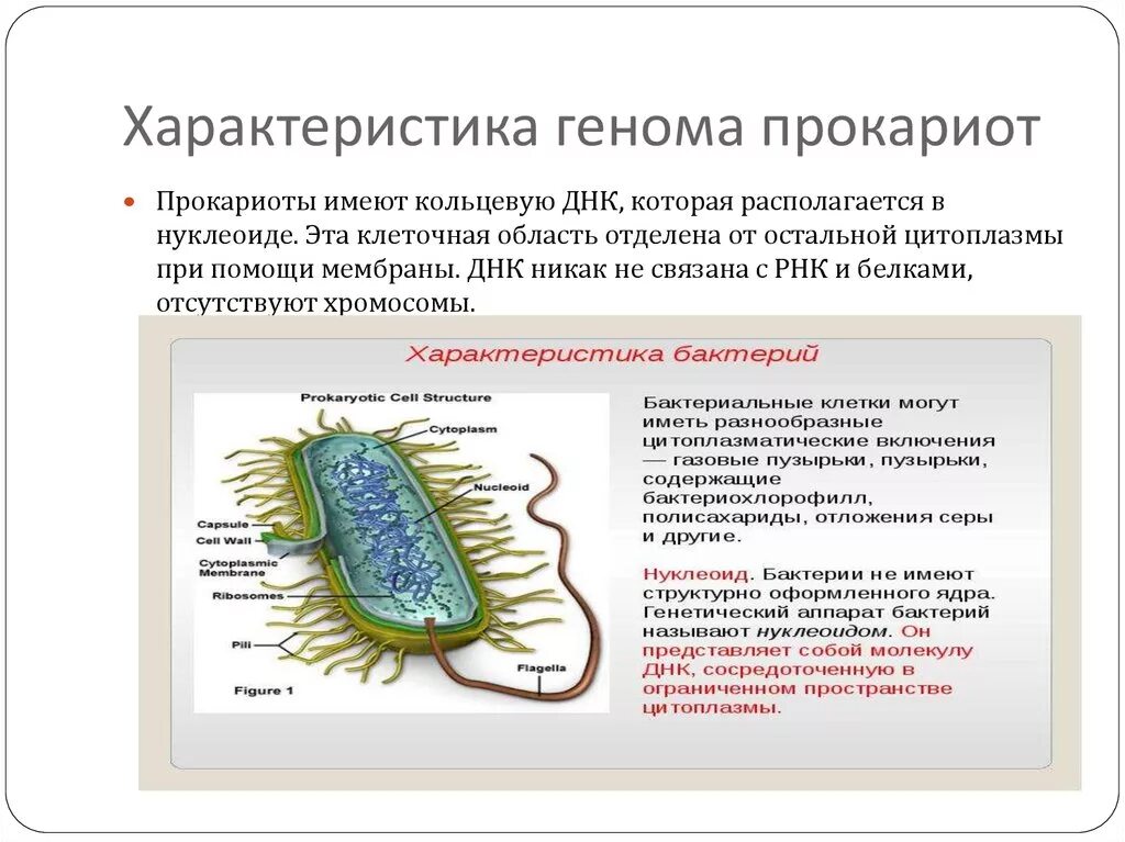 В клетках прокариот днк. Особенности строения генома прокариот. Организация генов у прокариот. Ген прокариот строение. Особенности Гена прокариот.