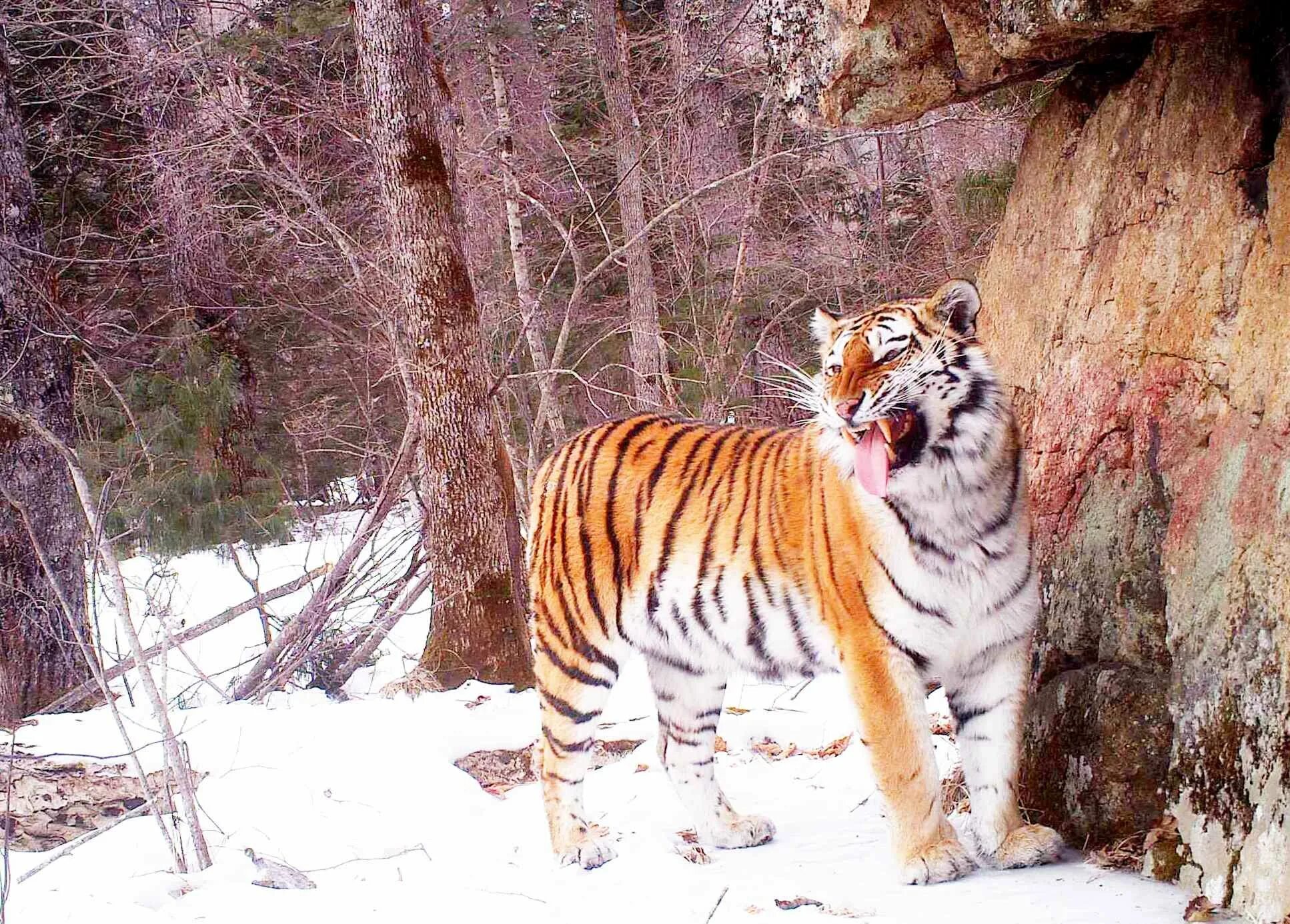 Уссурийский заповедник Амурский тигр. Амурский тигр Сихотэ-Алинь. Сихотэ-Алинский заповедник тигр. Лазовский заповедник Амурский тигр.