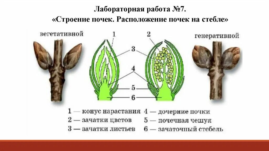 Определение местоположения почек на муляже 9 класс. Внутреннее строение почек липы. Строение почек расположение почек на стебле. Лабораторная 6 кл строение почки. Строение генеративной почки.