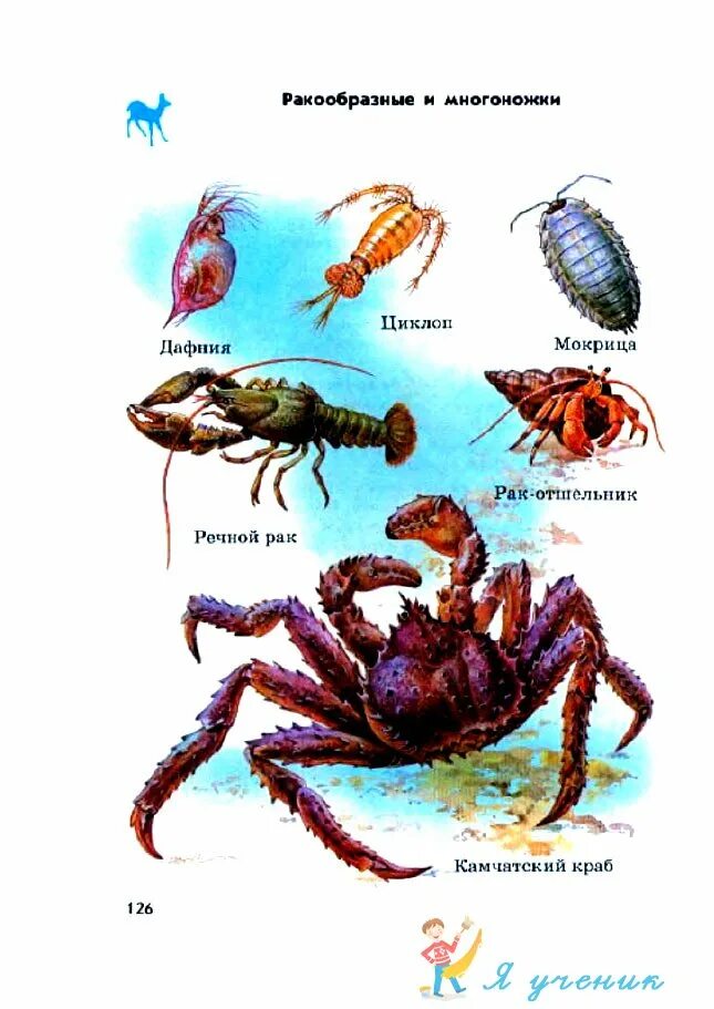 Ракообразные книга. Внутренне строение ракообразных. Ракообразные водные обитатели. Моллюски архангельской области. Ракообразные книга.