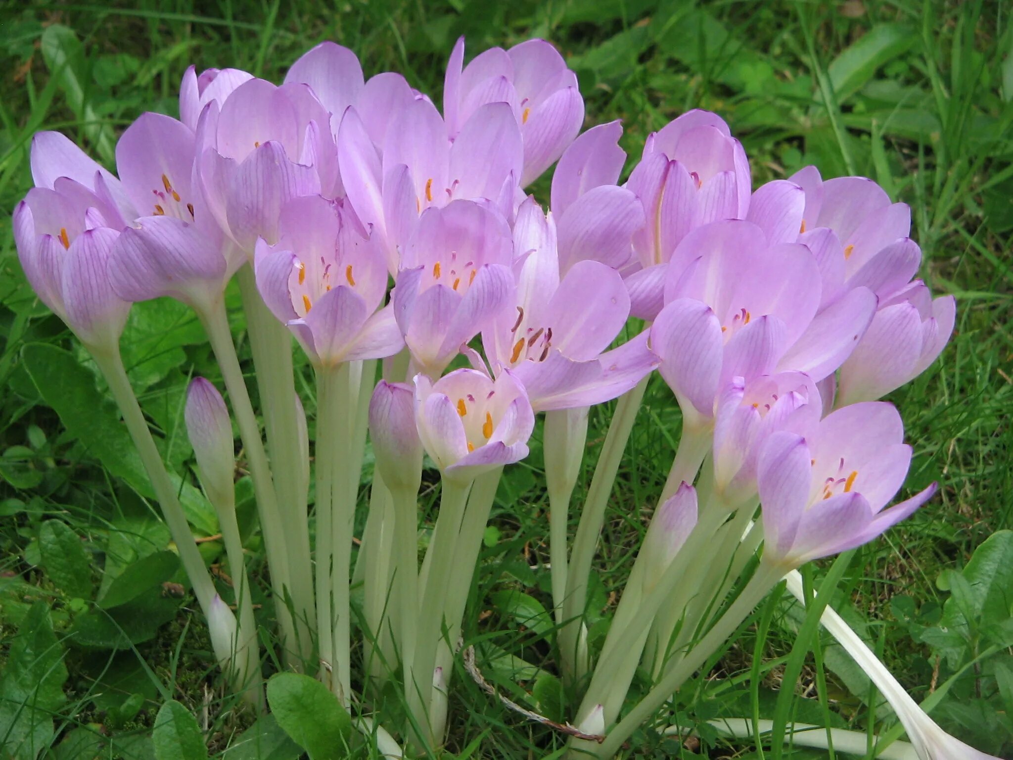 Безвременник Византийский. Безвременник цветок. Colchicum woronowii. Colchicum byzantinum. Цветок безвременник фото и описание