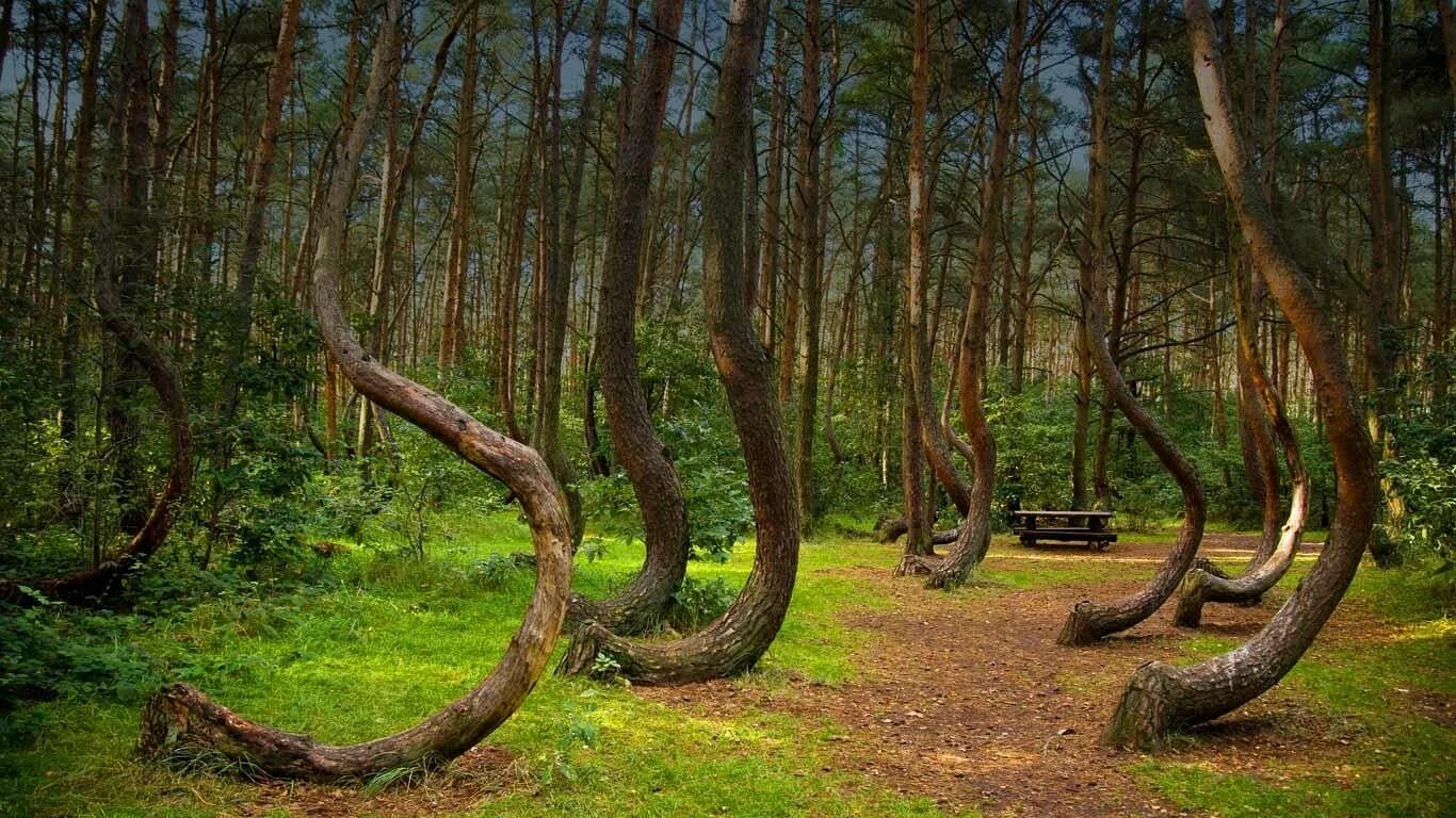 Невероятный лес. Лес hoia-Baciu, Румыния. Лес Хойя-бачу. Румынский лес Хойя-бачу. Куршская коса Танцующий лес.
