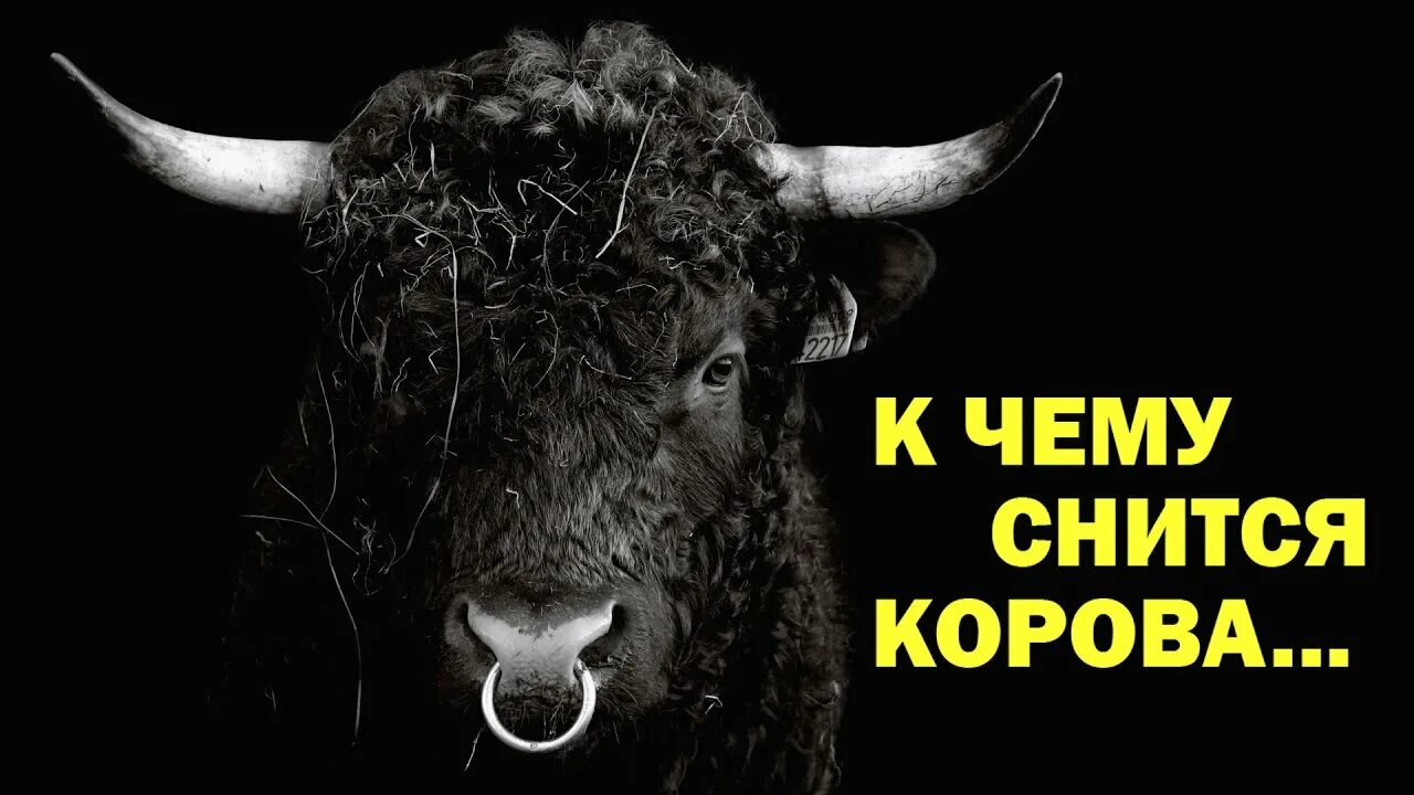 К чему снятся быки мужчине. К чему снится корова. К чему снится корова во сне. К чему снится теленок. Сонник-толкование корова.