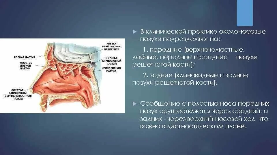 В верхний носовой ход открывается пазуха. Околоносовые пазухи анатомия. Лобная пазуха клиновидная пазуха. Клиновидная пазуха носа анатомия. Околоносовые пазухи клиническая анатомия.