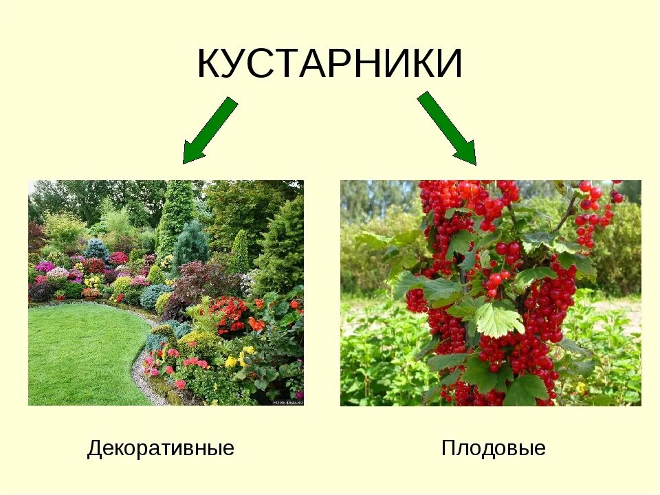 Декоративные культурные растения. Многообразие кустарников. Культурные кустарники в садах. Растения кустарники проект.