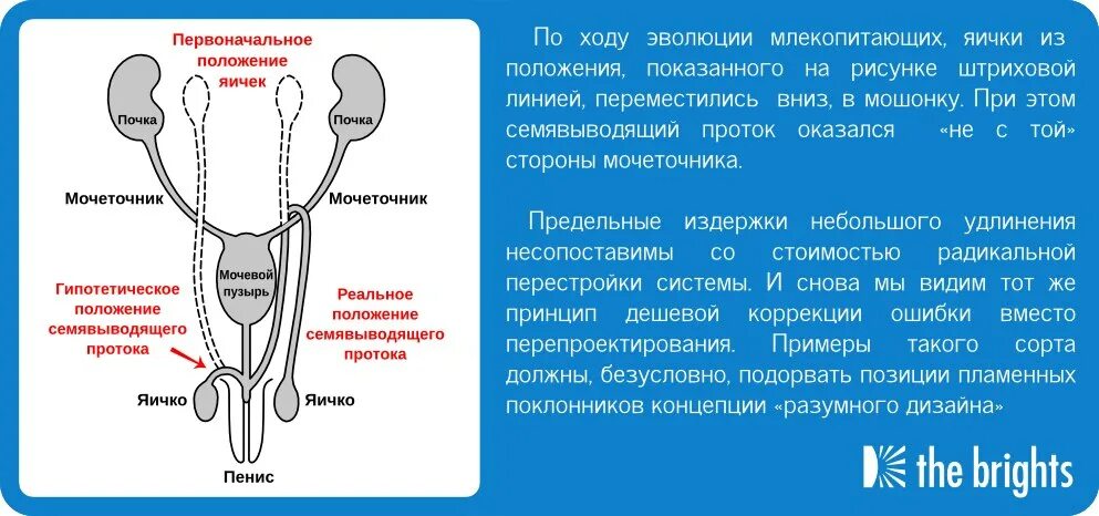 Изменение таза в ходе эволюции. Сужения мочеточника анатомия. Ход мочеточника. Анатомические сужения мочеточника. Мочеточник у мужчин строение.