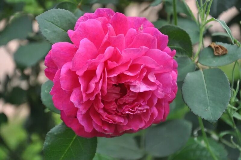 Emperors rose. Emperors rose. Emperors rose. Emperors rose. Emperors rose.