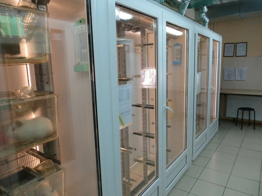Помещение для содержания лабораторных животных. Микробиологическая лаборатория виварий. виварий для лабораторных животных. микробиологический виварий.
