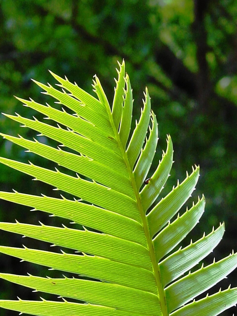 Колючий край листа. Dioon spinulosum. Листья саговниковых. Саговник поникающий. Саговник поникающий лист.