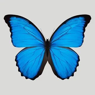 Голубая Бабочка Рисунок (52 Фото) .