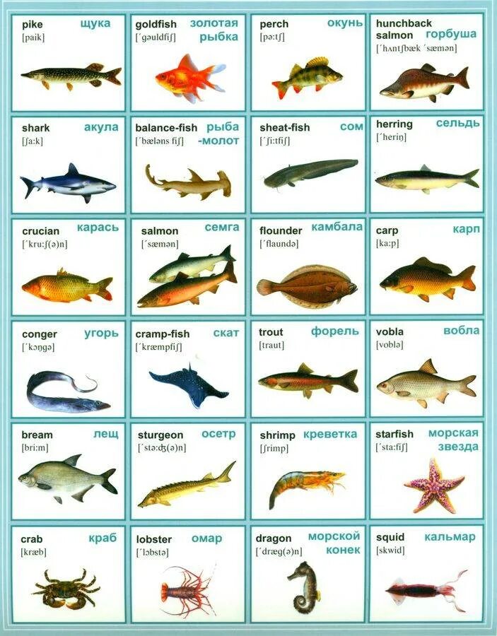 Fish name. Рыбы на английском. Названия рыб на английском языке. Название рыб. Название рыб по алфавиту.