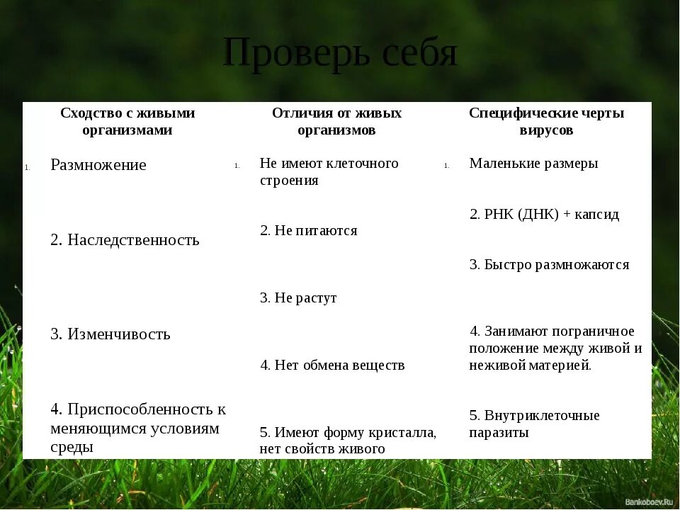 Сходство вирусов с живыми организмами. Сходства и различия живой и неживой природы. Сравнительная таблица живой и неживой природы. Живая неживая природа их сходства и различия.