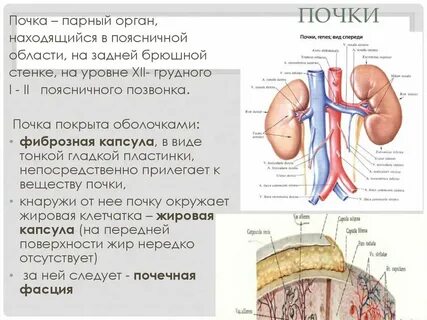 Почечные оболочки