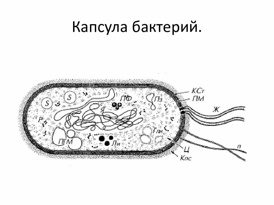 Строение клетки бактерии рисунок. Строение капсулы бактерий микробиология. Капсула бактериальной клетки строение и функции. Строение капсулы бактериальной клетки. Слизистая капсула бактериальной клетки.