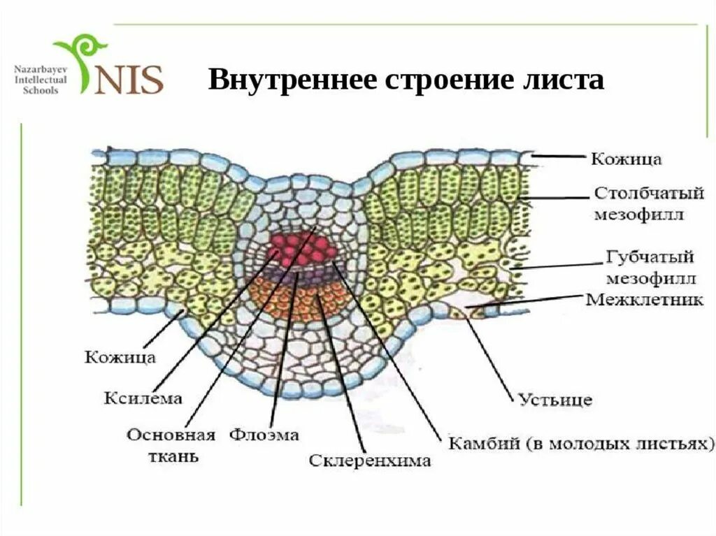 Строение листа рисунок. Поперечный срез листовой пластинки. Ткани растений поперечный срез листа. Внутреннее строение листа ткани. Поперечный срез листа строение.