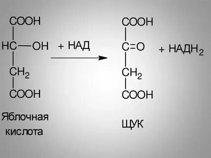 Яблочная кислота щавелевоуксусная кислота