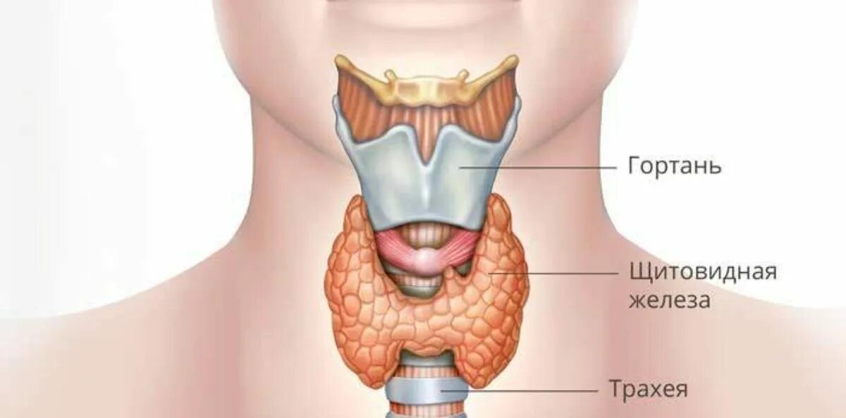 Тиреоидэктомия щитовидной. Гортань и щитовидная железа. Оперированная щитовидная железа. Операция на щитовидную железу. Была операция на щитовидной железе