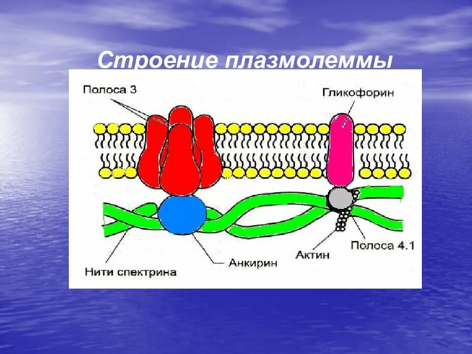 Плазмолемма эритроцита. Цитоплазматическая мембрана плазмолемма. План строения плазмолеммы. Схема строения плазмолеммы гистология. Строение плазмолеммы.