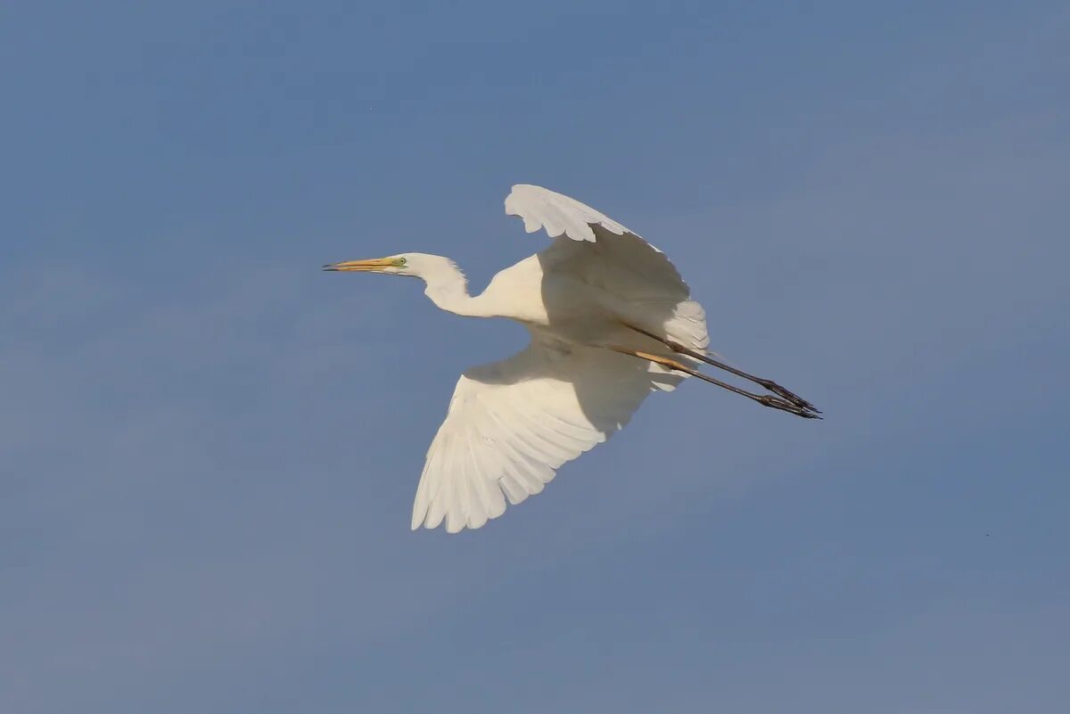 Храм белых цапель из какого. Большая белая цапля Egretta Alba (Linnaeus, 1758). Белая цапля в Ленинградской области. Большая белая цапля Краснодарский край. Белая цапля (Casmerodius Modestus).