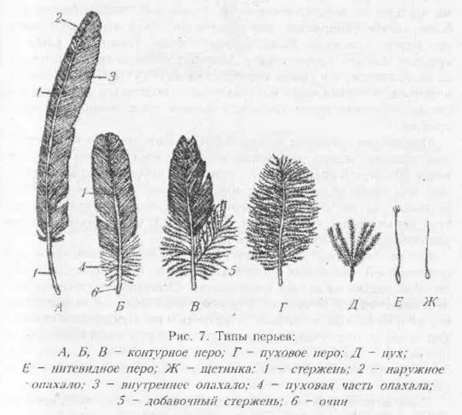 Строение пухового пера птицы биология 7 класс. Покровное перо птицы строение. Пуховые перья строение и функции. Типы перьев. Значение пухового пера