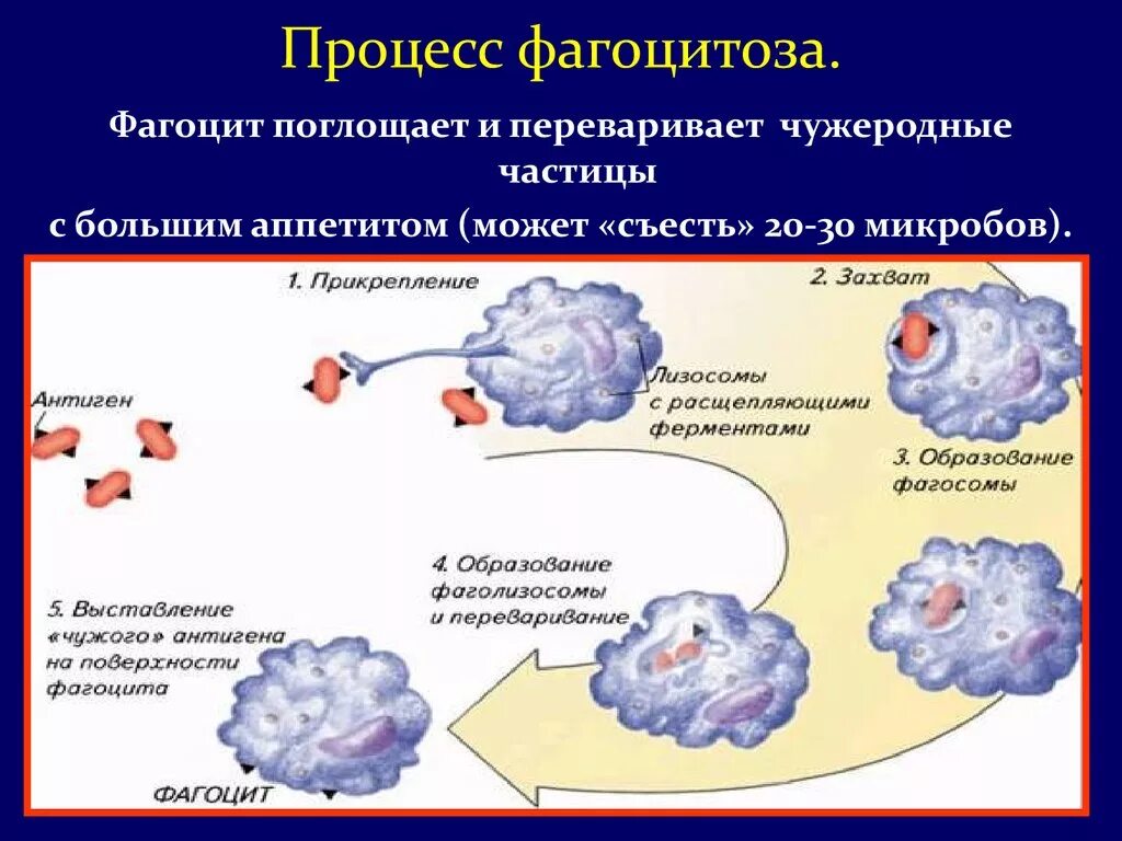 Механизм клеточного иммунитета схема бактерия Фагоцит. Процесс фагоцитоза схема. Клетки осуществляющие фагоцитоз. Фагоцитоз лейкоцитов схема.