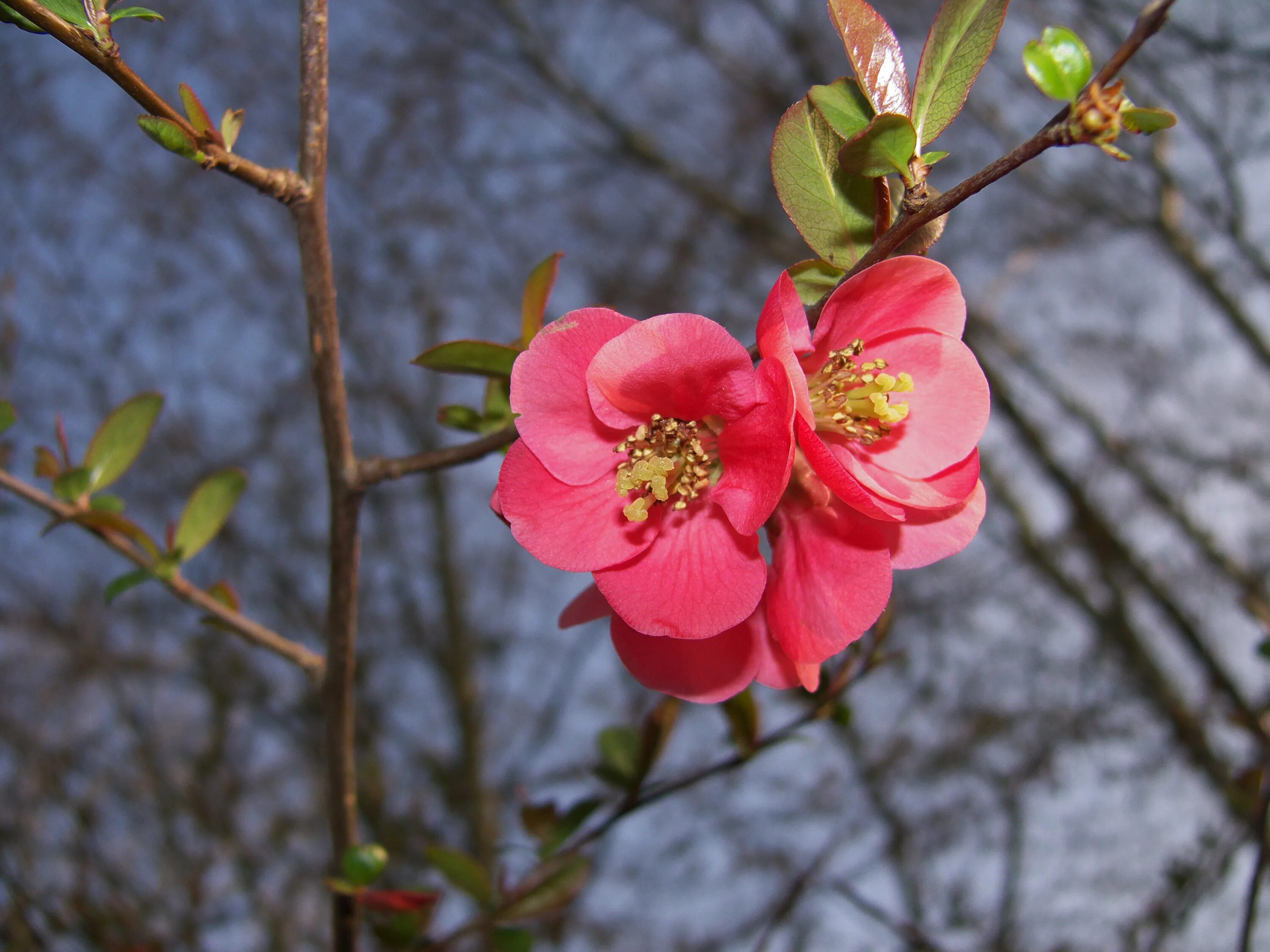 Кустарник цветет розовым ранней весной. Кустарник цветет красными цветами ранней весной. Кустарник цветет розовыми цветами ранней весной. Кустарник с розовыми цветами ранней весной.