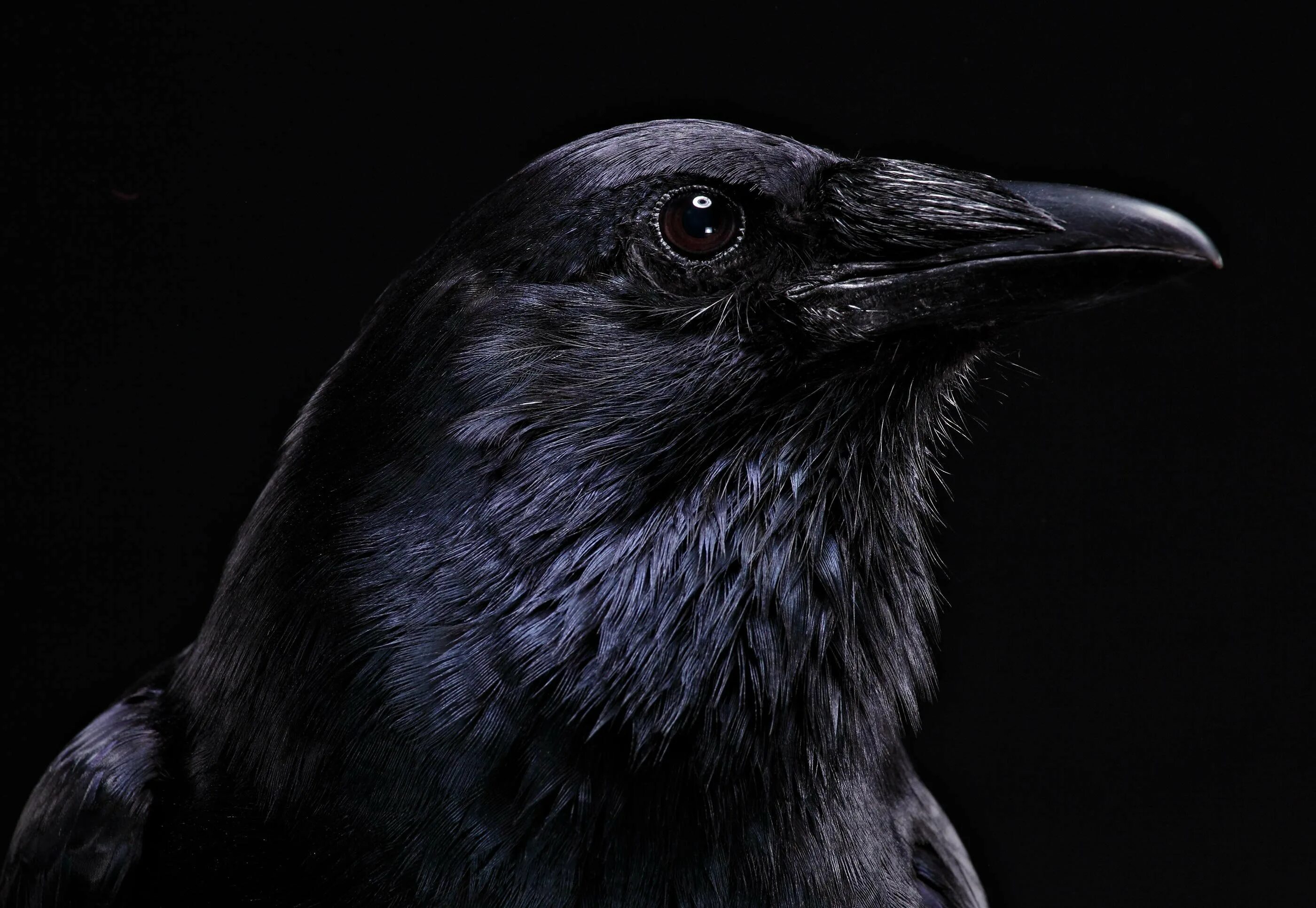 Бангайская ворона. Ворон магия. Ворон обыкновенный. Новый черный ворон. Черный ворон.