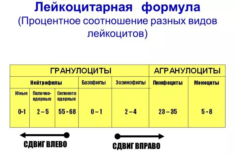 Лейкоцитарная формула расшифровка у взрослых. Лейкоцитарная формула сдвиги формулы. Лейкоцитарная формула. Сдвиг лейкоцитарной формулы. Сдвиг лейкоцитарной формулы влево анализ крови. Лейкоцитарная формула (норма, сдвиг влево, сдвиг вправо).