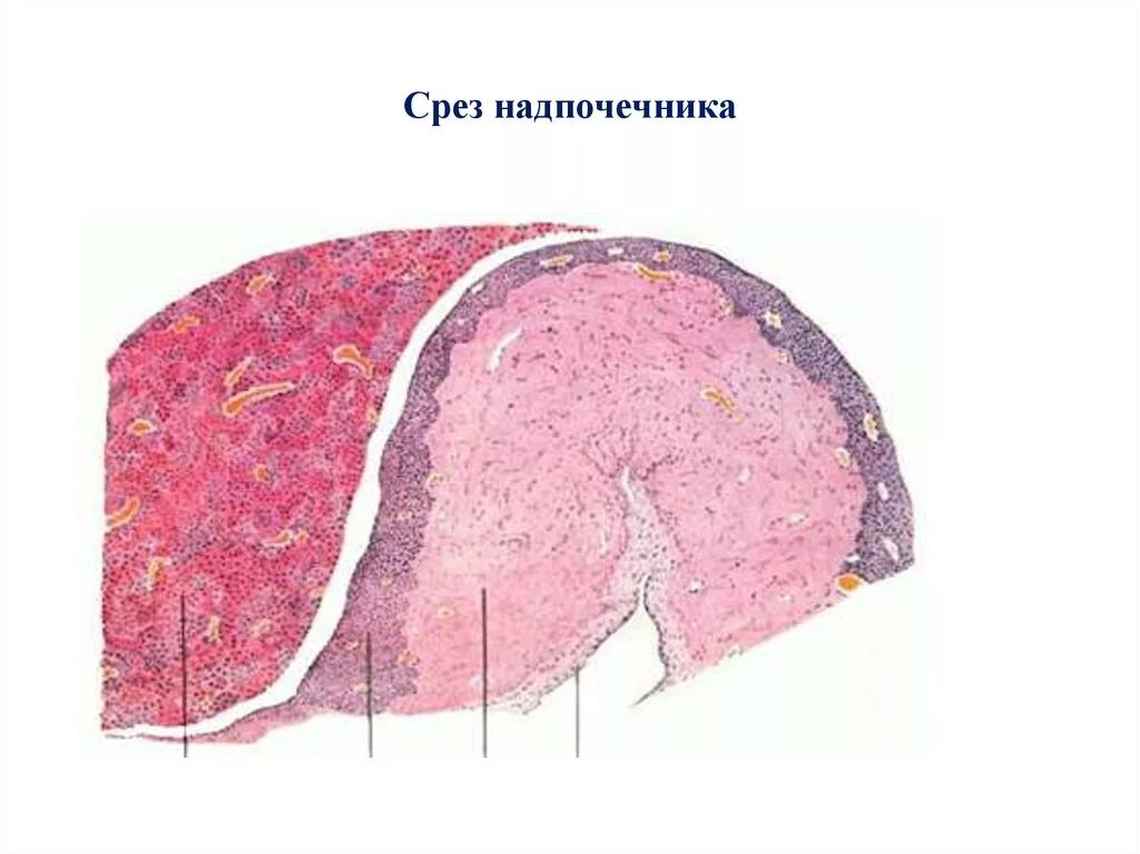 Гипофиз надпочечников. Надпочечник окраска гематоксилином и эозином. Гипофиз человека гистология препарат. Гипофиз надпочечники гистология. Гипофиз кошки окраска гематоксилином и эозином.