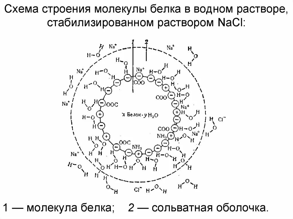 Сложные коллоидные комплексы включающие в себя белков. Строение частиц белка в растворе. Сольватные оболочки это. Схема строения молекулярного раствора. Строение частиц ВМС В растворе.