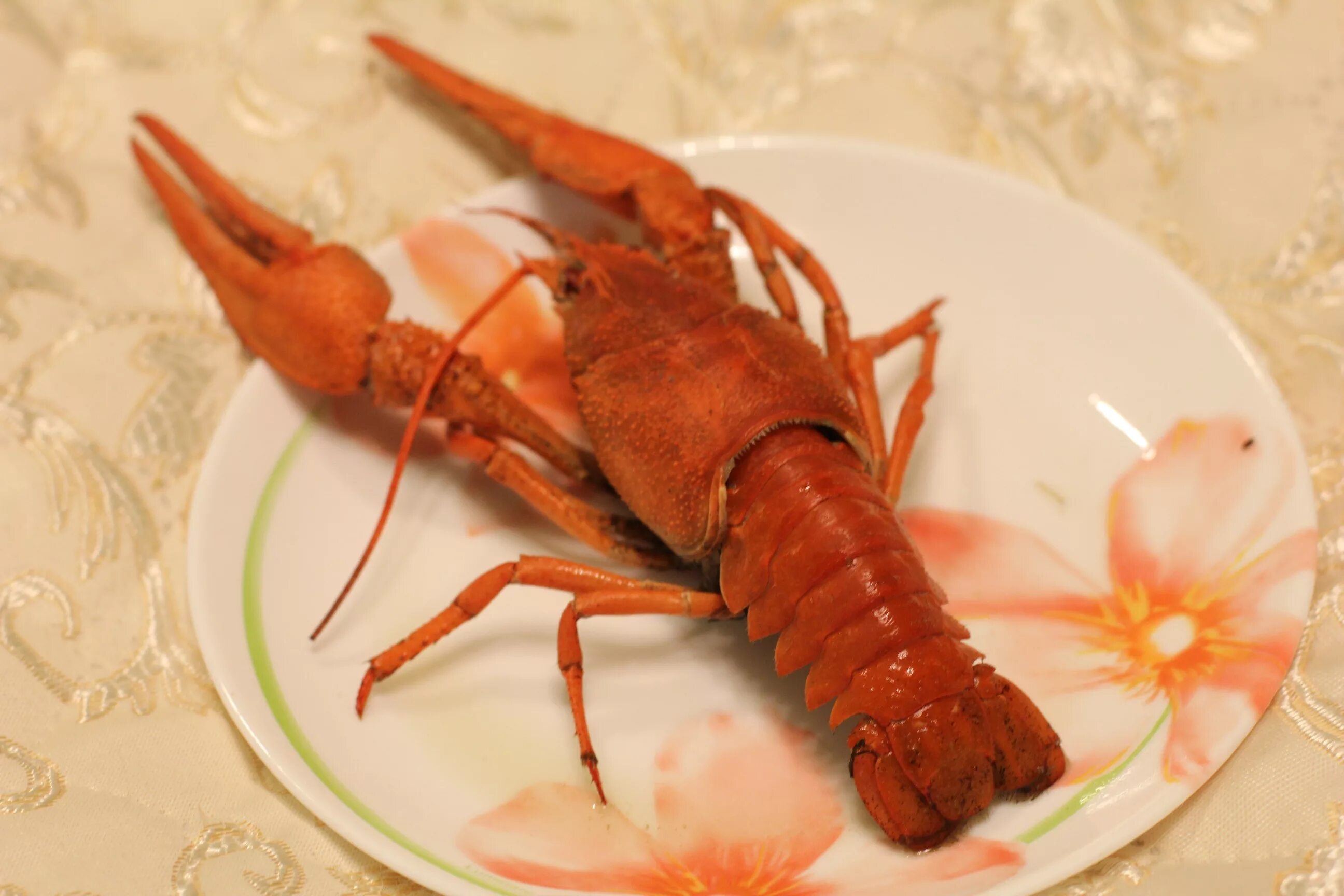 Женские руки держащие лобстер за клешни. Рачки озерные похожие на скорпиона. В реке большая драка поссорились два. Скороговорки в реке большая драка. Может быть два рака.