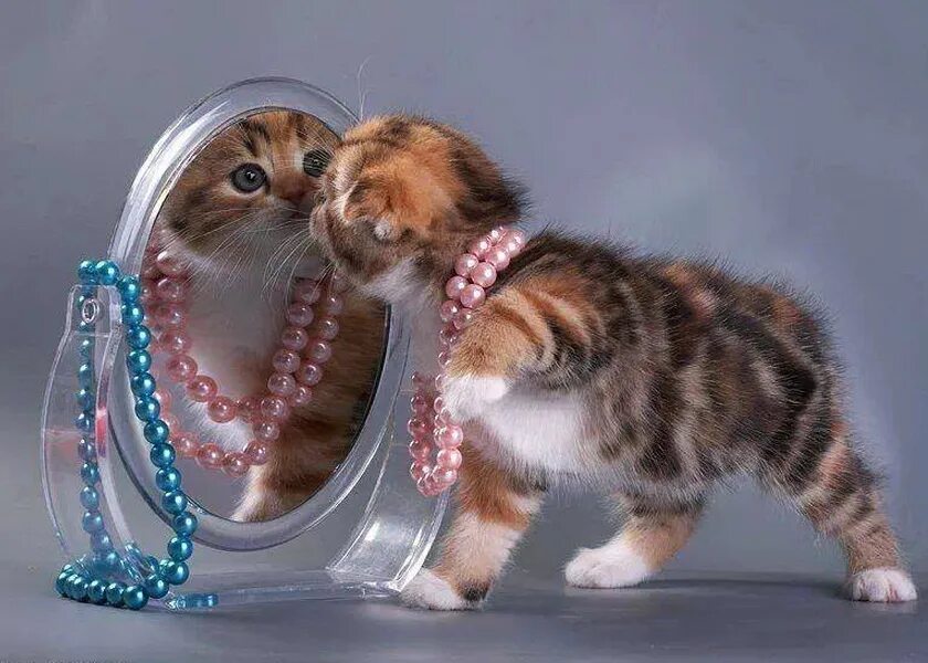 Кошачий разговор. Спорили спорили кошки. Коты злятся друг на друга. Спорили спорили кошки. Спорили спорили кошки.